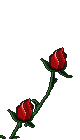 1roses.gif
